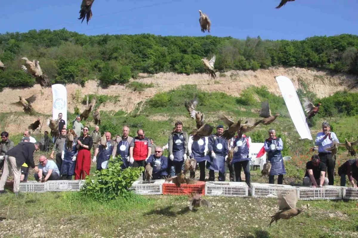 Sülünler Kahverengi Kokarcaya Karşı Doğaya Salındı