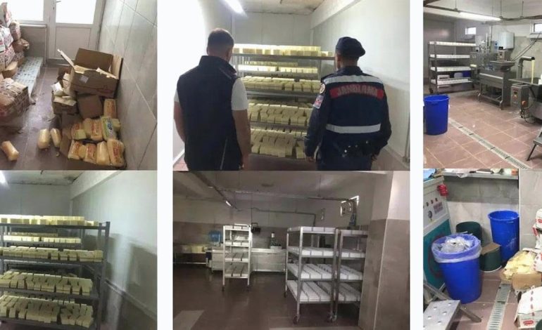 Tarihi geçmiş ürünlerden 5 ton peynir yaptılar