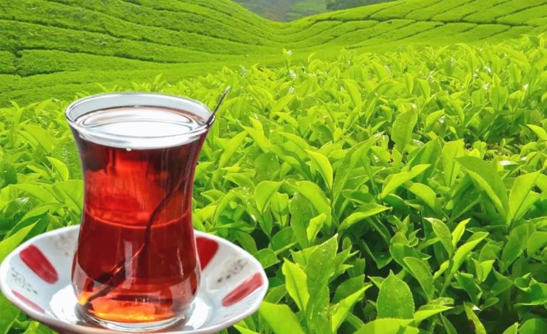 Tarım ve Orman Bakanlığı yaş çay alım fiyatını duyurdu