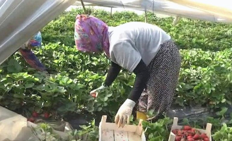 Tarlada isyan: ‘Biz artık et, süt, yoğurt alamıyoruz’
