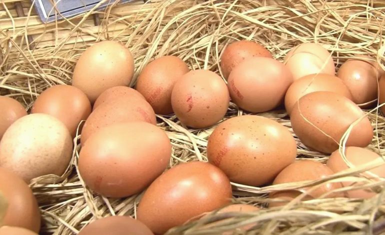 Tavuk Yumurtası Üretimi Azaldı