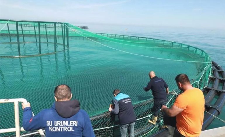 Trabzon’da Türk Somonu Stok Denetimi