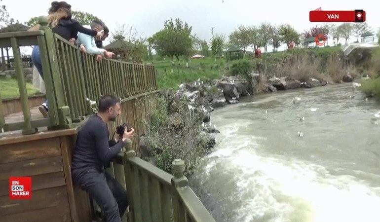 Van’da inci kefalinin zorlu göçü devam ediyor