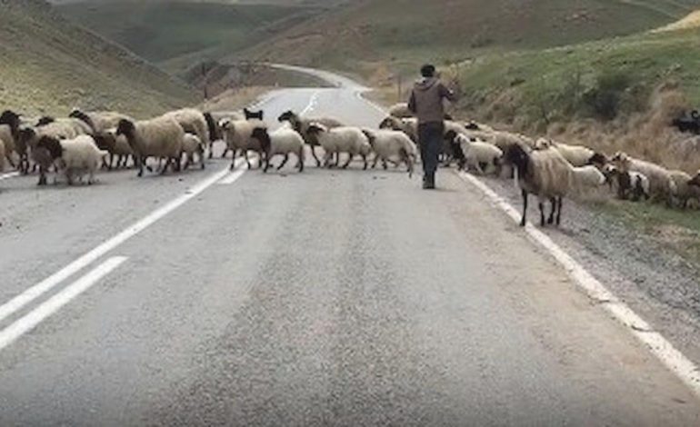 Vanlı besici: “Kurban Bayramı olsa ne olmasa adam alamıyor ki”