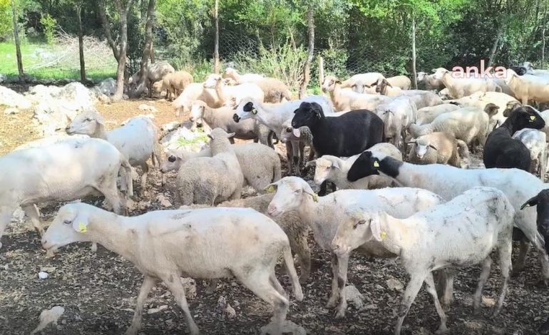 Vatandaş artık küçükbaşa da ortak girmeyi düşünüyor