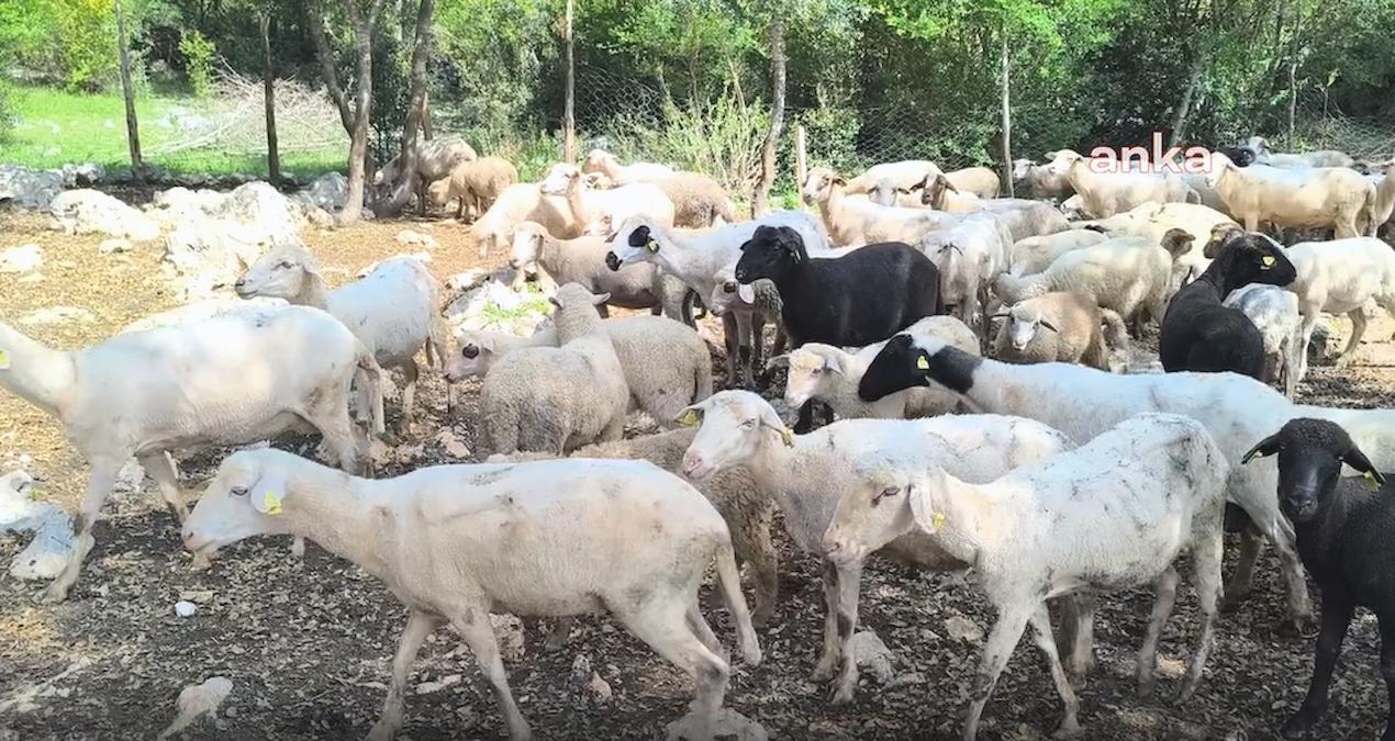 Vatandaş artık küçükbaşa da ortak girmeyi düşünüyor
