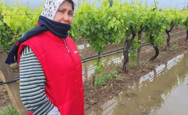 Yağmurlar Üzümlere Can Suğu Oldu