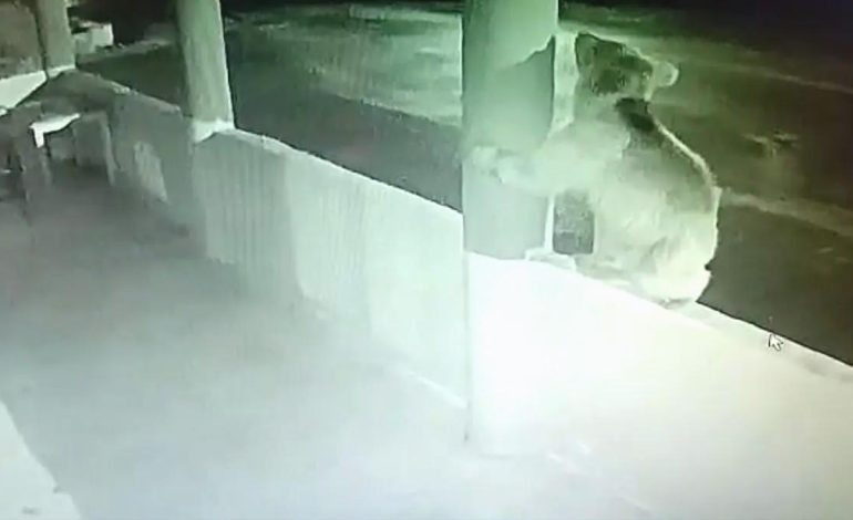 Yavru Ayı Alabalık Lokantasını Bastı