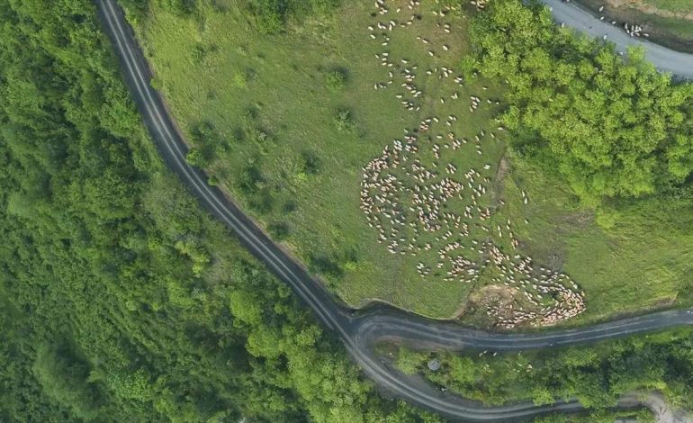 Yayla Göçü Başladı