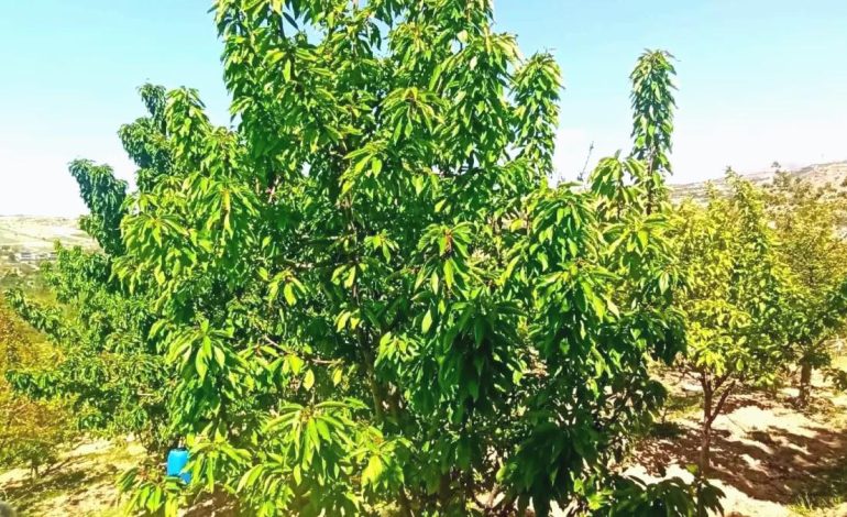 Yeşilyurt’ta Kiraz Yaprağı Umut Oldu