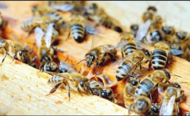 Yığılca Arısı Koruma Projesi Toplantısı