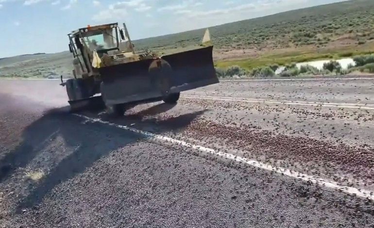 Yollarda, çitlerde, duvarlarda görüldüler: Halk onlara ‘kıyametvari’ diyor