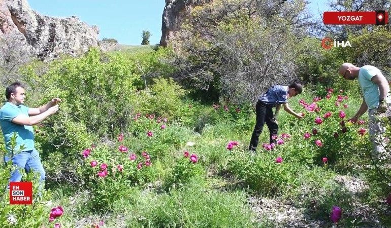 Yozgat’ta endemik bir tür olan Cehrilik laleleri açtı