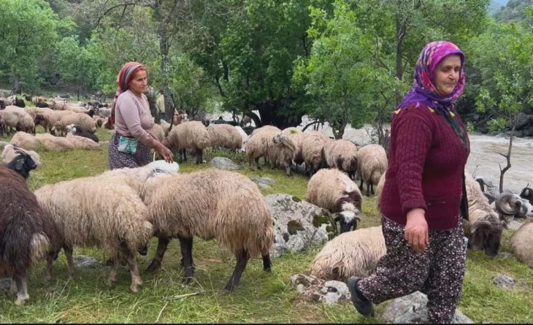 Yüksekova’da Berivanların Zorlu Yayla Mesaisi
