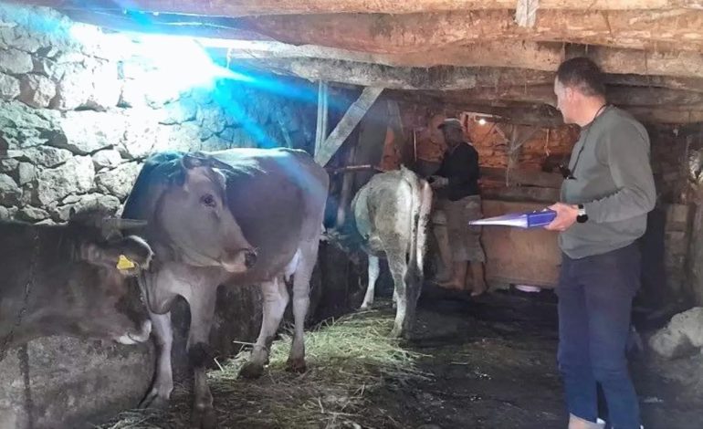 Yüksekova’da Hayvan Aşılama ve Kimliklendirme Çalışmaları