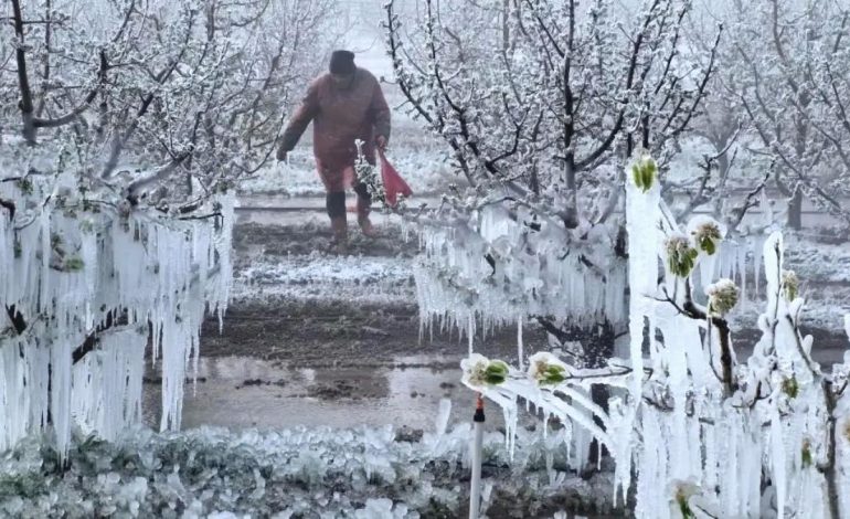 Zirai Don Komisyonu Toplanıyor